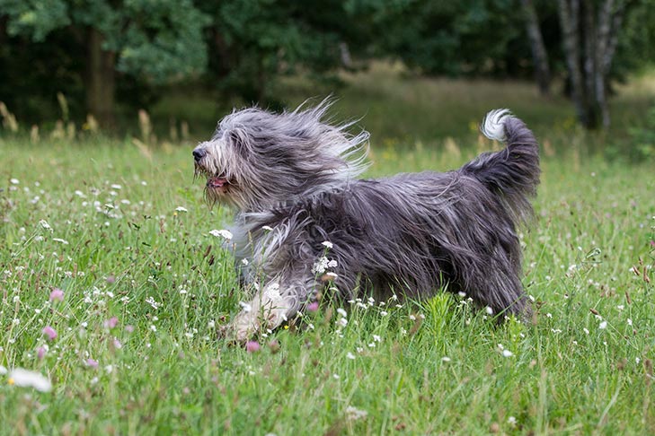 Bearded Collie Dog Breed Information