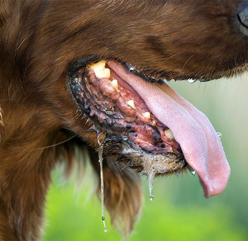 My Dog's Mouth Smells Like Blood Cheap Sale, Save 33% - Www.sportfuchs.at
