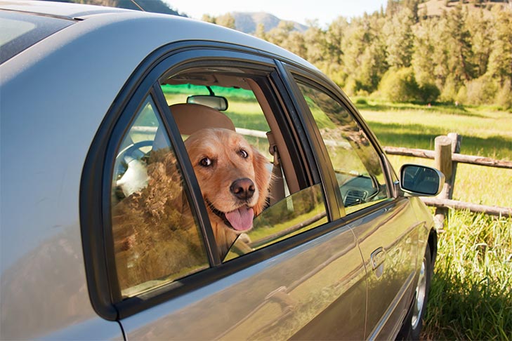 Dogs in Hot Cars Can I Leave My Dog in the Car If I Crack a Window?