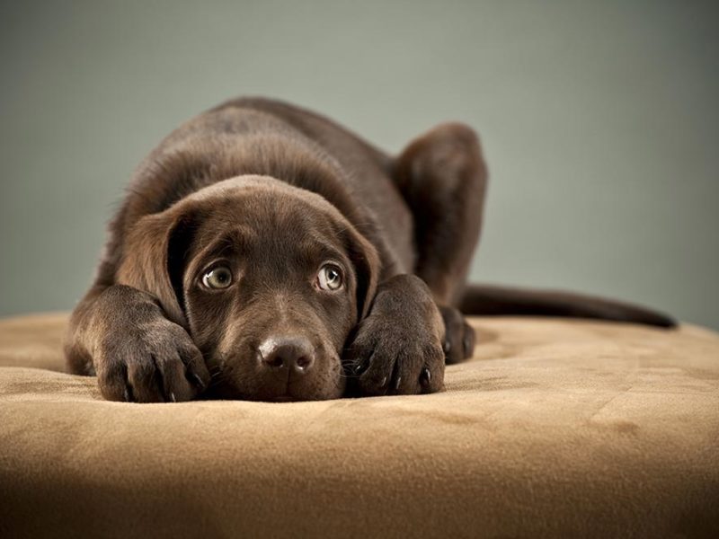 How to Make a Dog Throw Up American Kennel Club