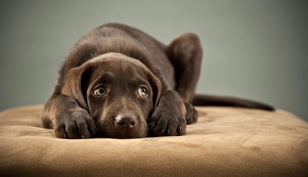 How To Make A Dog Throw Up – American Kennel Club