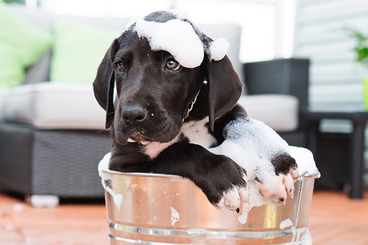 Can You Bathe Puppies In Baby Shampoo Can I Use Baby Shampoo On My