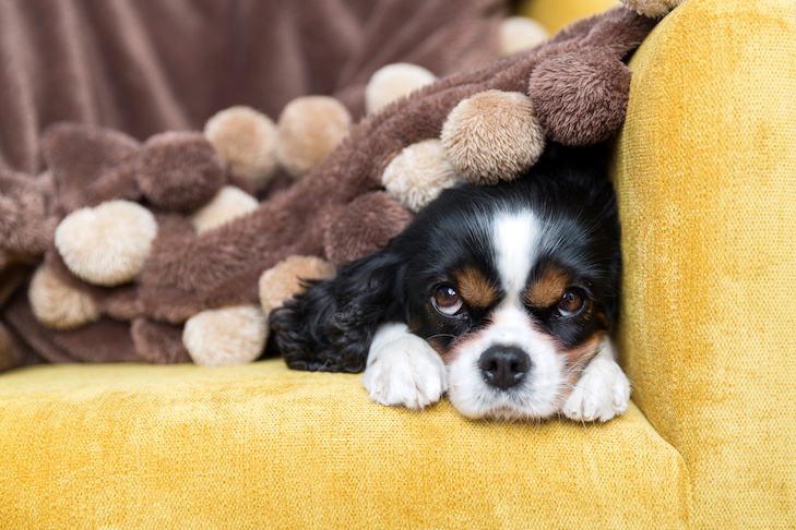 Can Dogs Get Colds? – American Kennel Club