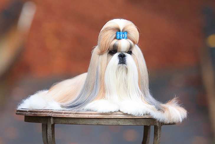 10 Best Dog Grooming Tips From Dog Show Experts and Professional Groomers