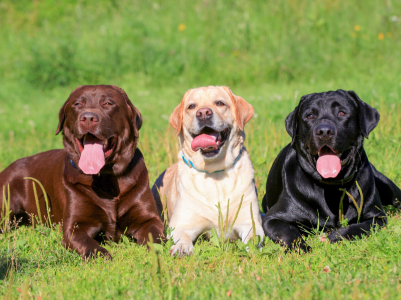 Labrador Retrievers 8 Fun Facts About These Adored, Adaptable Dogs