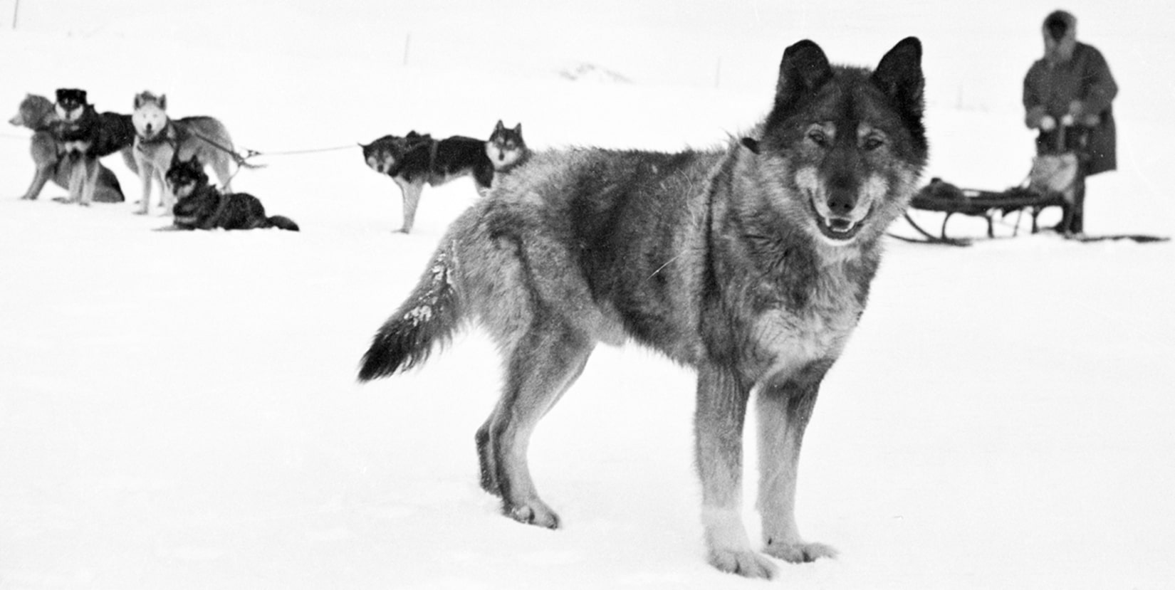 Seppala Siberian Sleddog Togo Cute of Animals
