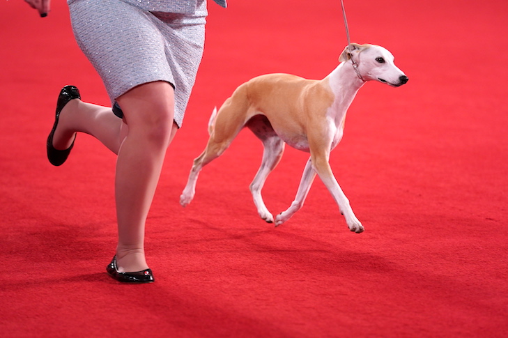 akc-westminster-dog-show-2022-latest-news-update