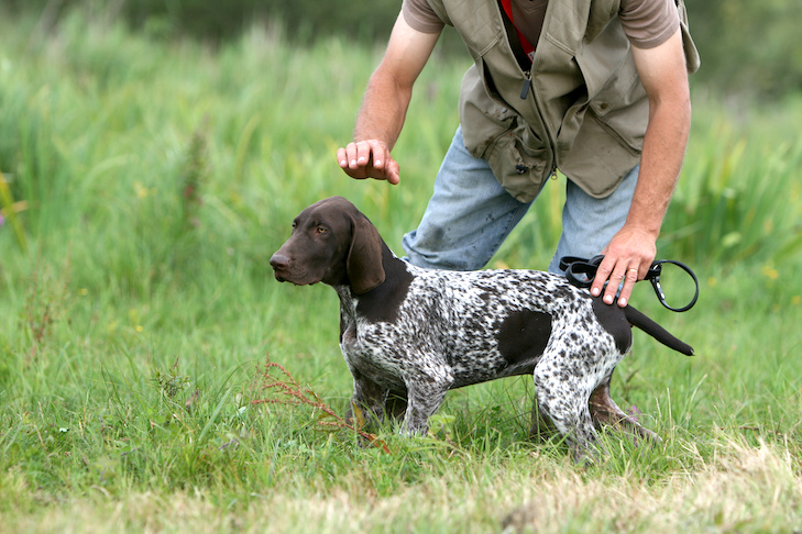 How to Train a German Shorthaired Pointer Puppy GSP Training Timeline
