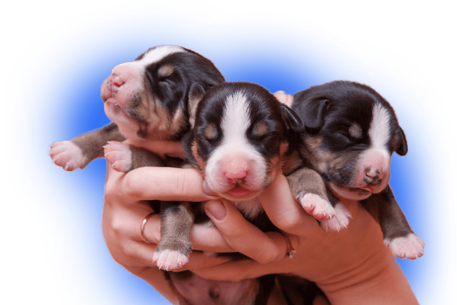 How Many Litters Can A Dog Have Akc
