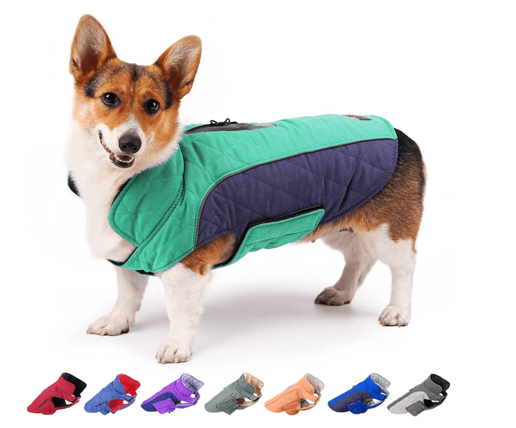 Why Do Dogs Need Coats