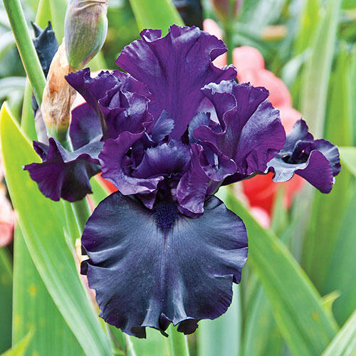 Raven Girl Bearded Iris Buy Online Breck's