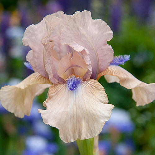Concertina Reblooming Bearded Iris Breck's
