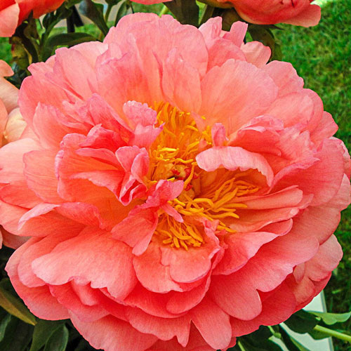 Buy Coral Sunset Peony Breck's