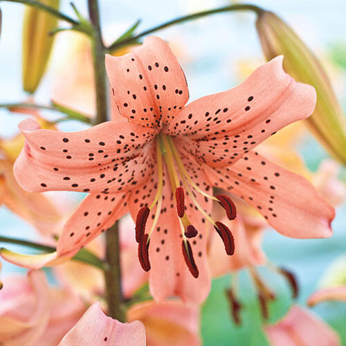Pink Giant Tiger Lily Save up to 75 Breck's