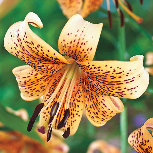 Tiger Lilies for Sale Tiger Babies Tiger Lily Breck's