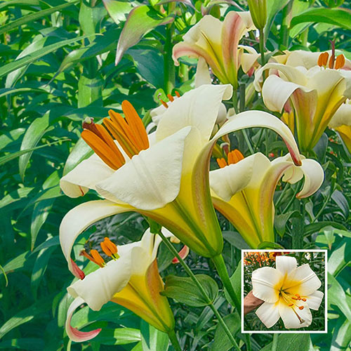 Buy White Trumpet Lily Breck's