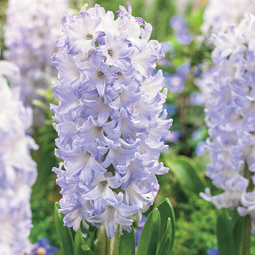 Chicago Hyacinth Breck's