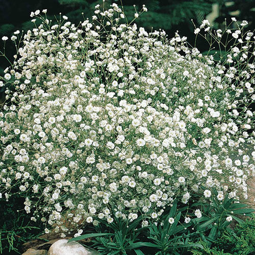 Shop Baby's Breath White Breck's