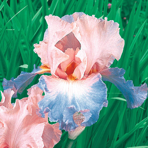Buy Celebration Song Bearded Iris Sun Perennials Breck's