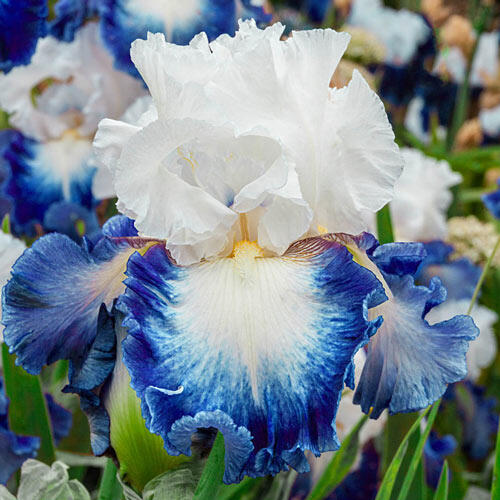 Buy Alsea Falls Bearded Iris Sun Perennials Sale Breck's