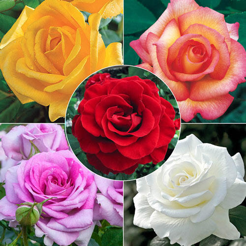 Fragrant Rose Garden Collection 5 Plants Breck's