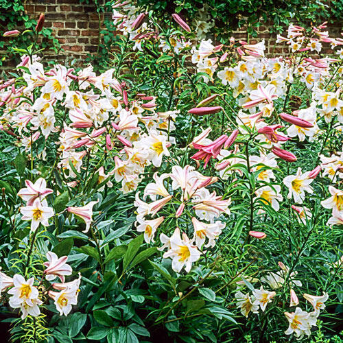 Shop The Royal Lily Online Sale on Lily Trees Breck's