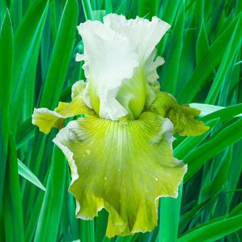Buy Going Green Iris Online Sun Perennials Sale Breck's
