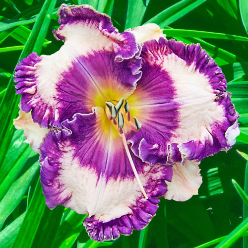 Buy Hanalei Bay Reblooming Daylily Dwarf Daylilies Breck's