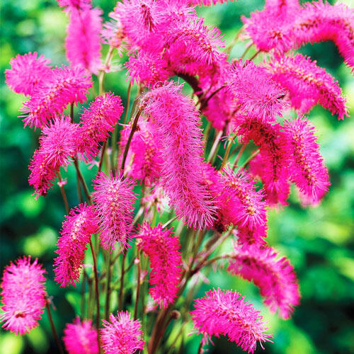 Japanese Bottlebrush Breck's