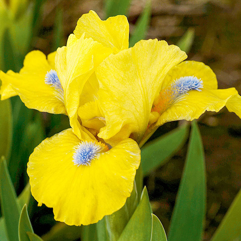 Prank Dwarf Bearded Iris Bearded Irises for Sale Breck's