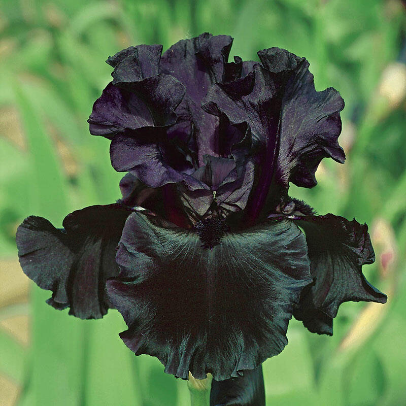 Black Iris Shop our Black Bearded Iris Bulbs Breck's