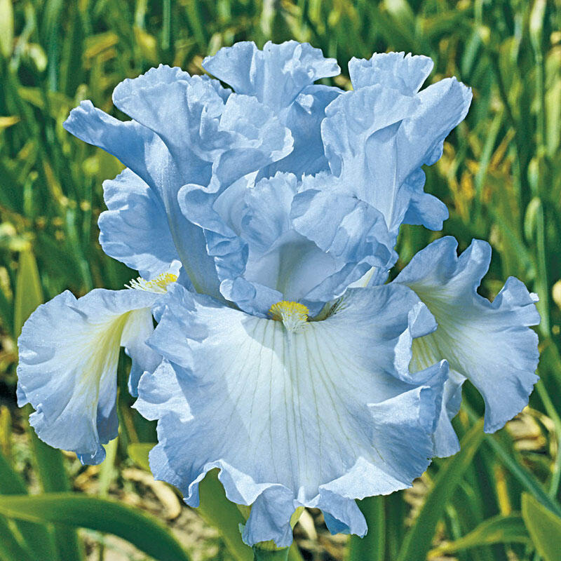 Absolute Treasure Tall Bearded Iris Breck's