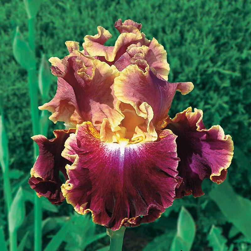 Montmartre Bearded Iris Breck's