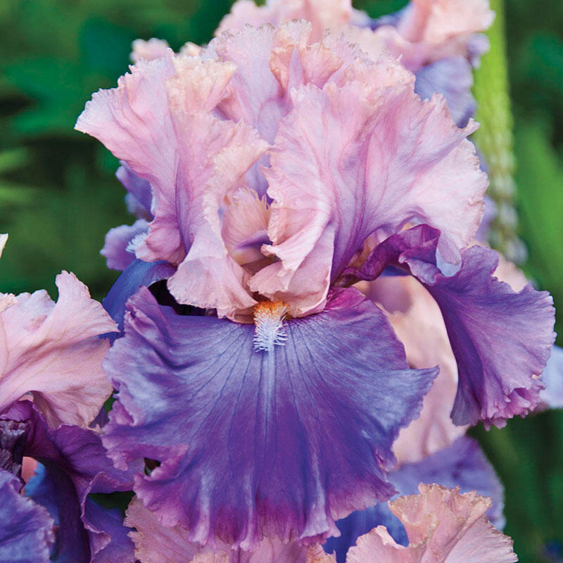 Buy Florentine Silk Tall Bearded Iris Breck's