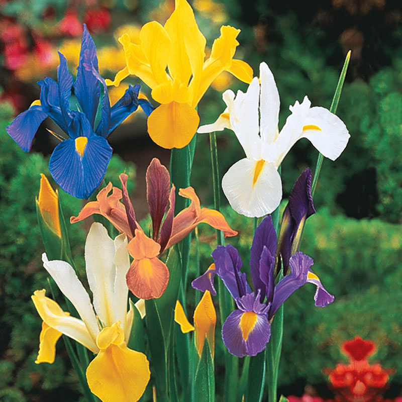 Shop Mixed Dutch Iris Breck's