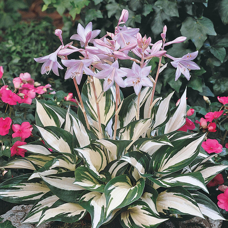 Shop Fire and Ice Hosta Breck's