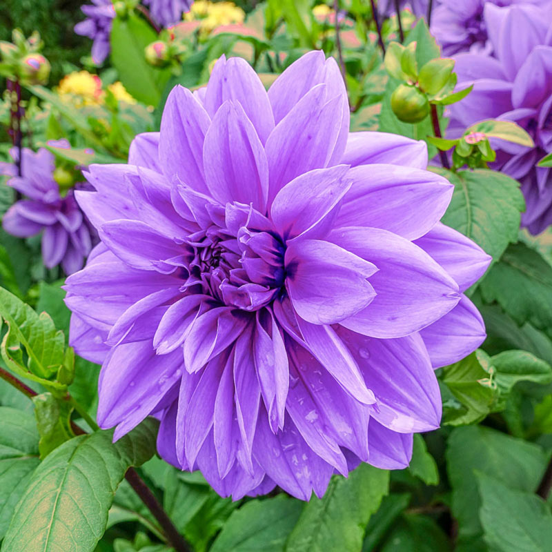 Buy Emperor Dahlia Breck's