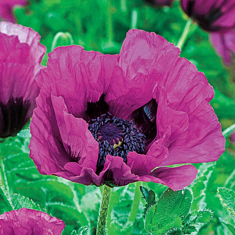 Buy Patty's Plum Poppy Online Sun Perennials Breck's
