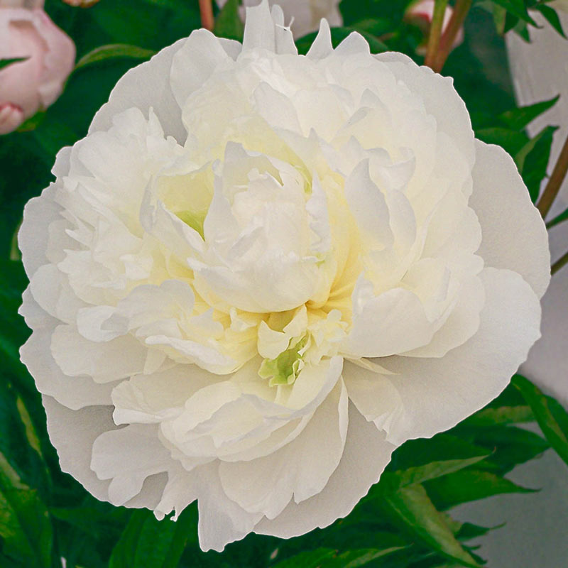 Duchesse De Nemours Peony Breck's