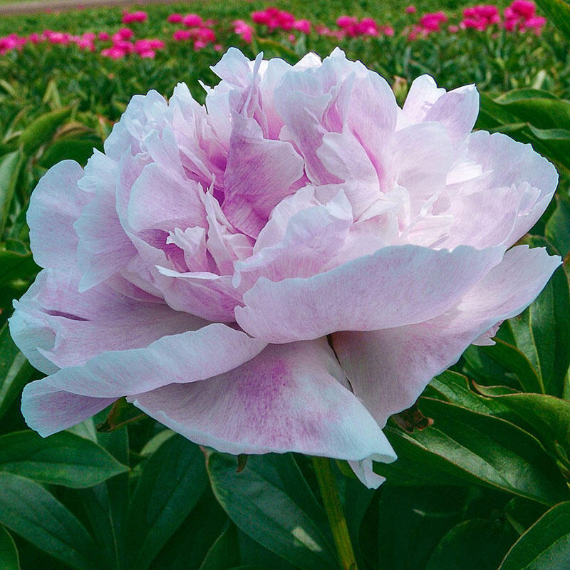 Buy Seeing Blue Peony Breck's