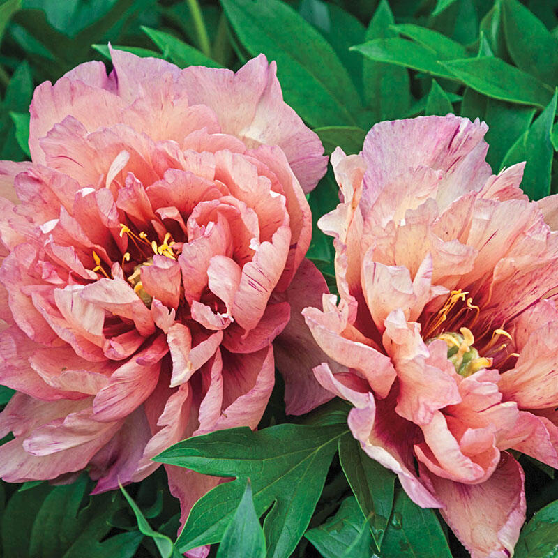Buy Kopper Kettle Itoh Peony Breck's