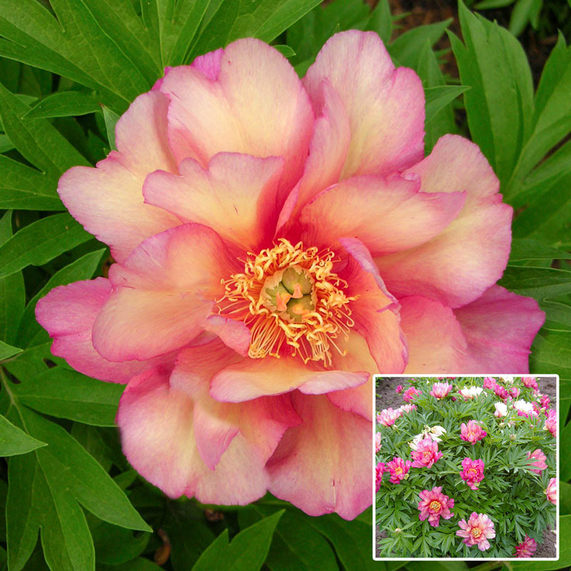 Buy Julia Rose Itoh Peony Sun Perennials for Sale Breck's