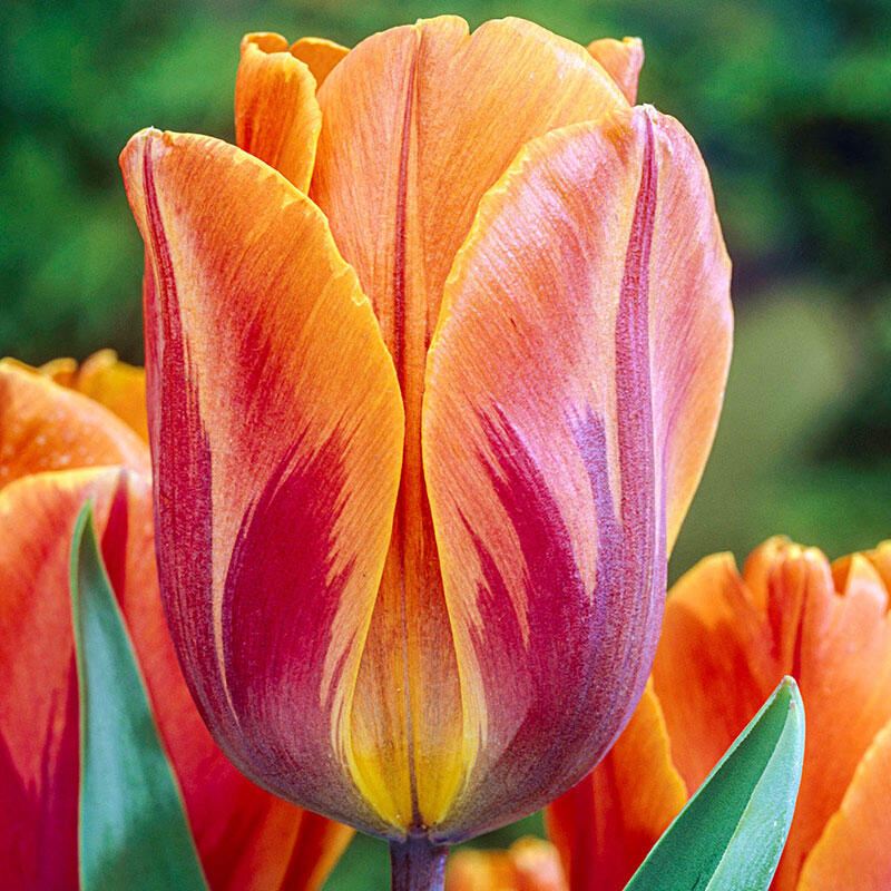 Princess Irene Tulip Shop Online Breck's