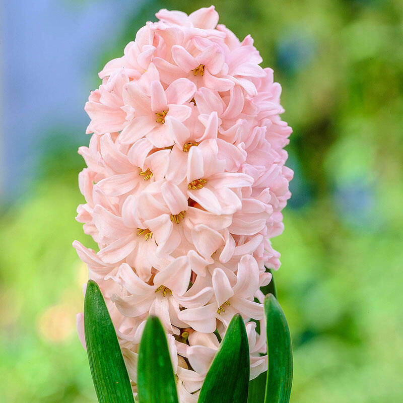 Buy Apricot Passion Hyacinth Online Spring Bulbs Breck's