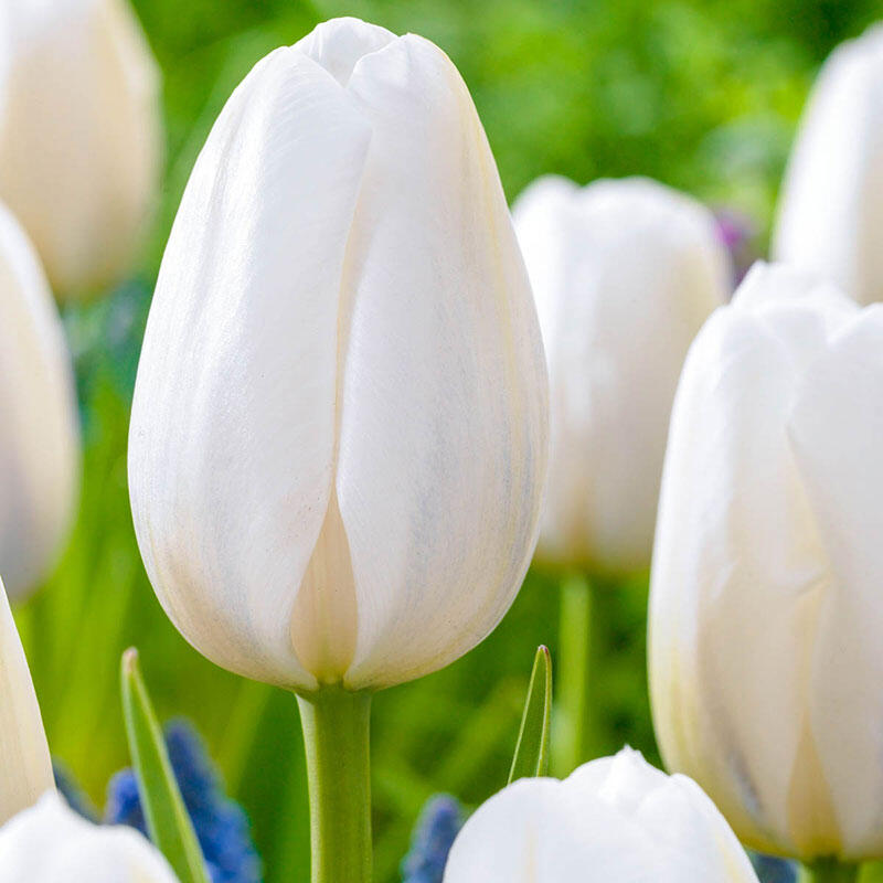 Shop Clearwater Late Blooming Tulip Breck's