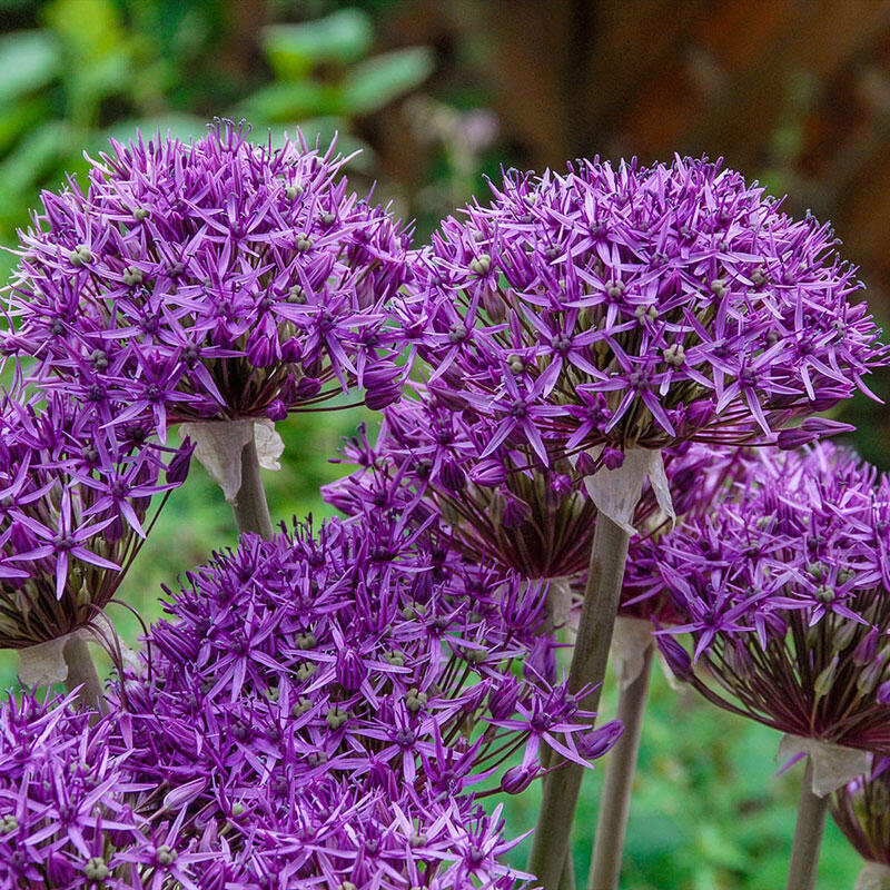 Shop Violet Beauty Allium Breck's