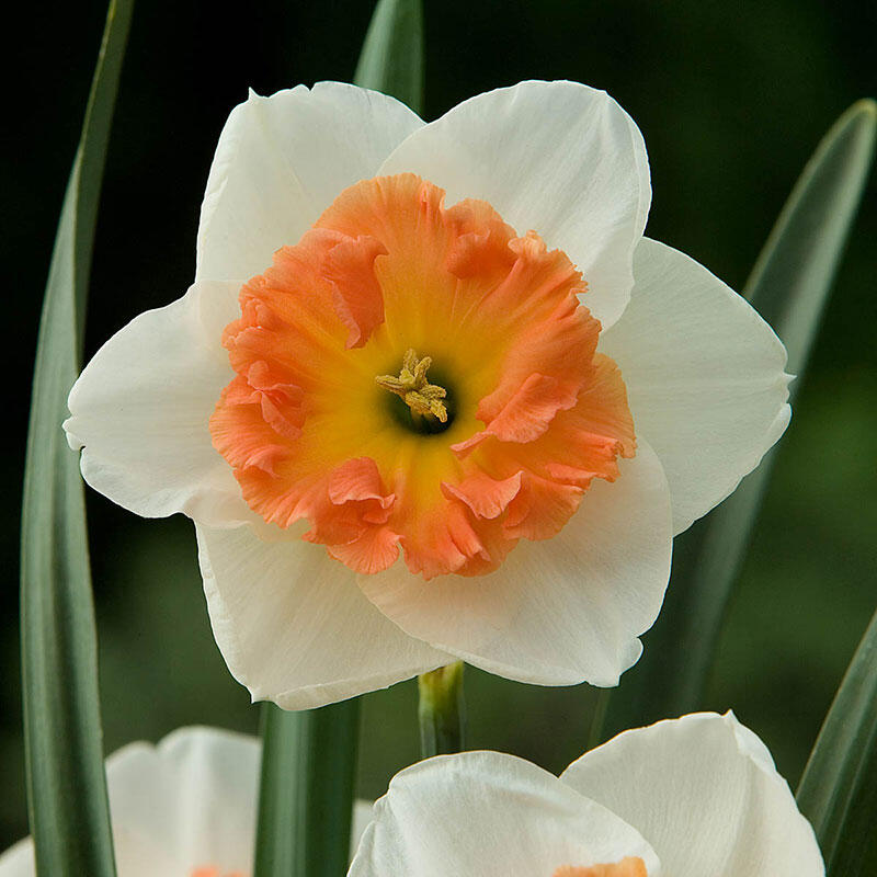 Precocious Daffodil Buy Online Breck's
