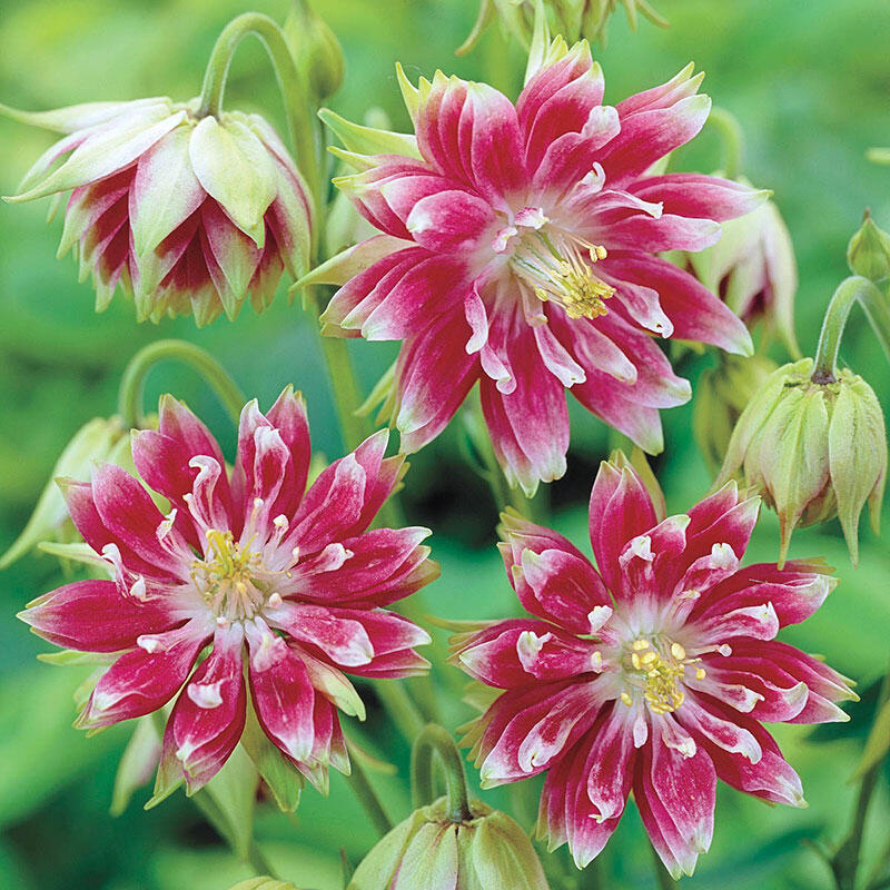 Nora Barlow Columbine Shop Online Breck's