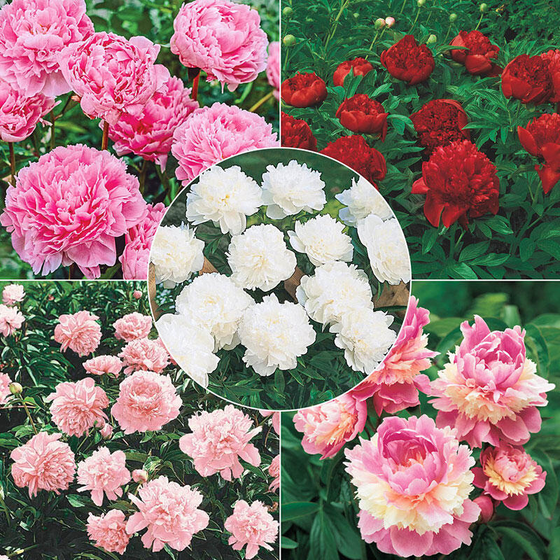 Shop Lifetime Peony Collection Breck's