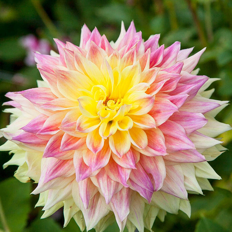 Advance Dahlia Brecks Premium Bulbs